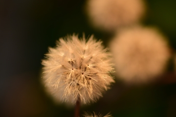 それでもつづきはまだある。
