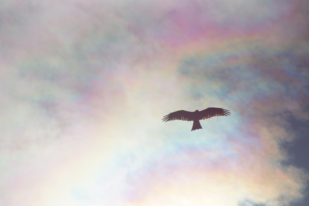 wings