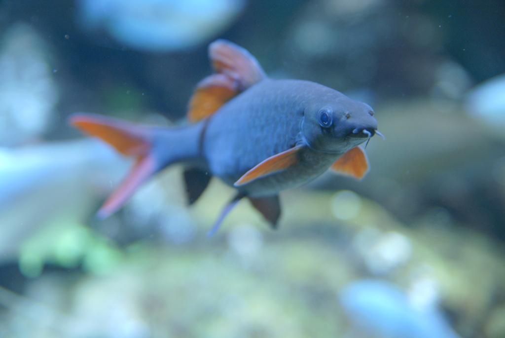 雨の日は水族館