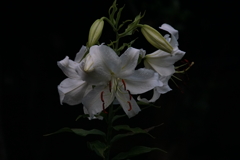 漂う香りに引き寄せられて