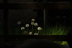 日本人の御霊は今生きている人に宿る