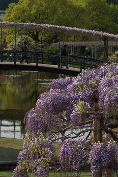 あと少しで見ごろかな