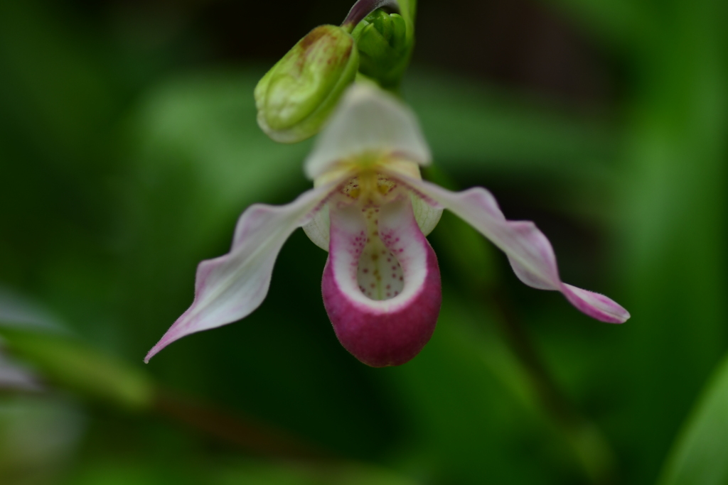 宇宙人のような気がする