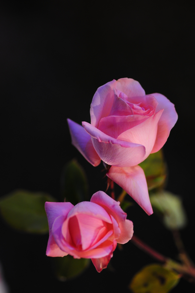 夜の公園で見つけた薔薇
