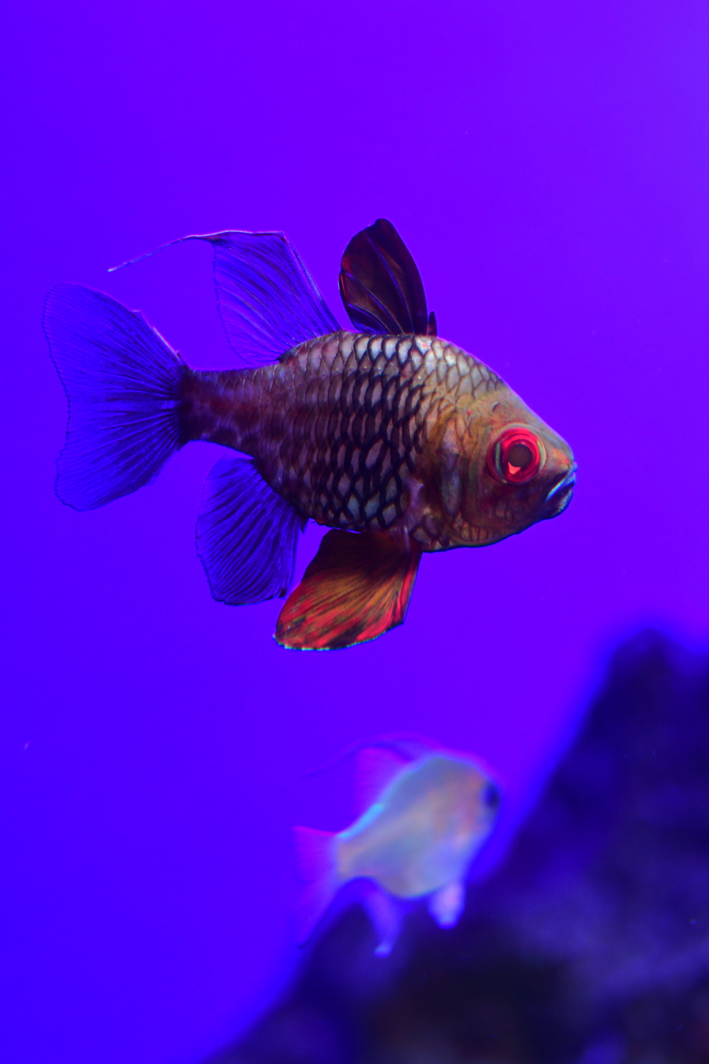 本当の色はわからない