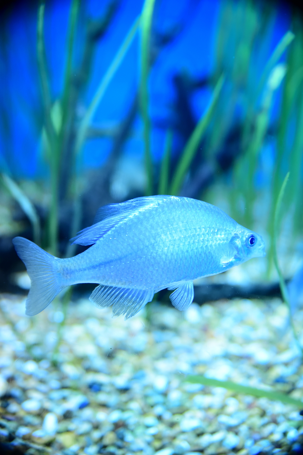 雨の日は水族館