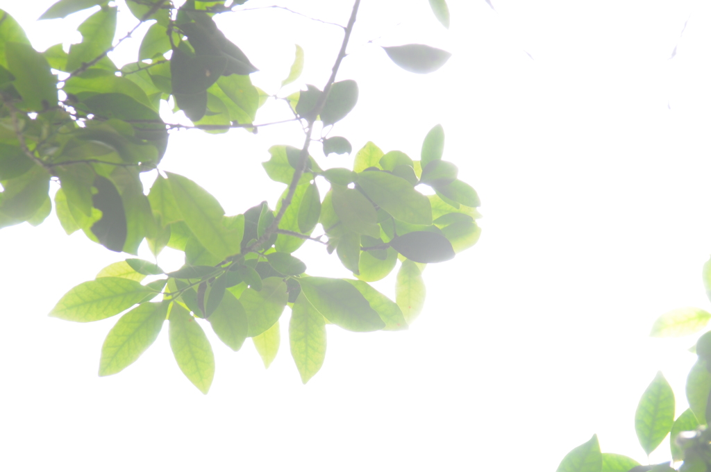 日焼けした午後