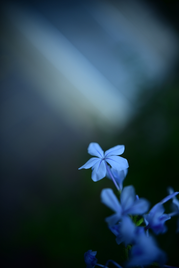 暑さ募る梅雨の合間