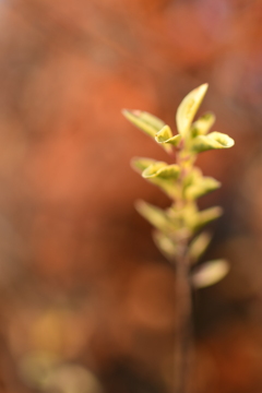 自粛は反対、強制なら賛成