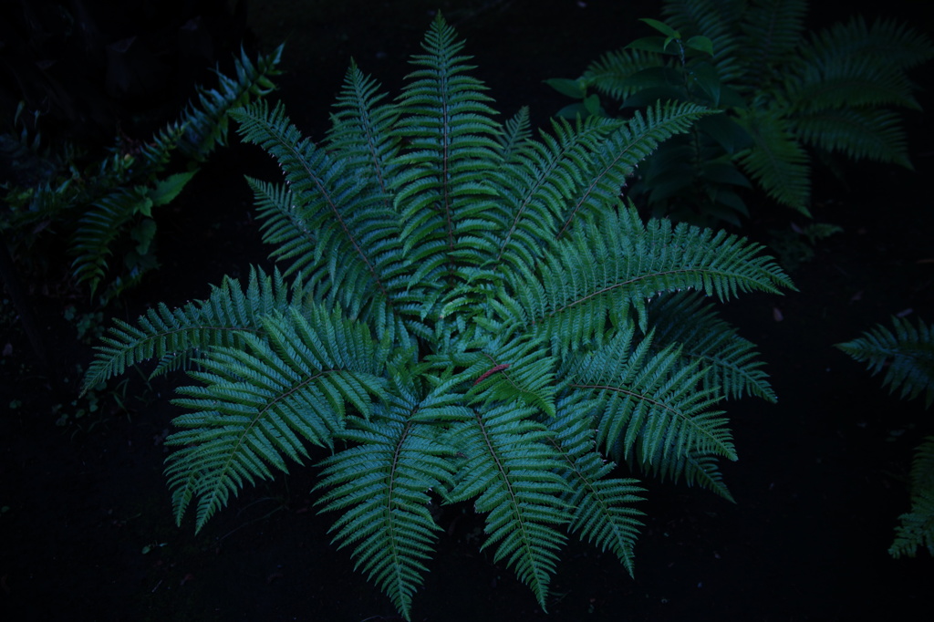 梅雨といえばシダ植物でしょう。