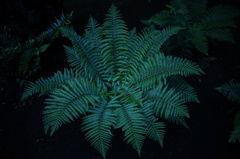 梅雨といえばシダ植物でしょう。