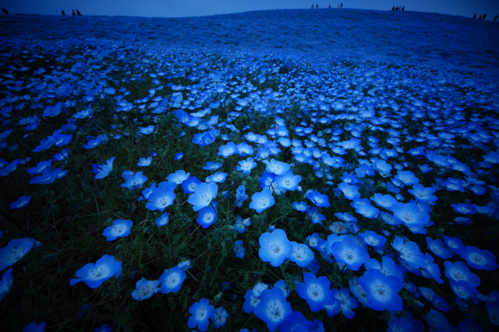 その時だけのネバーランド