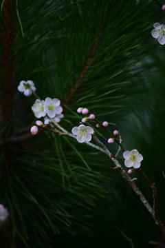 微レ存なオリンピック開催