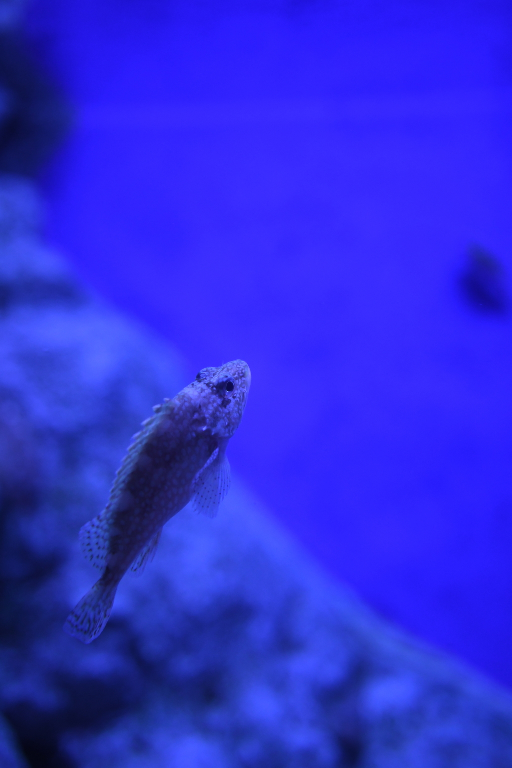 今日も待ってる