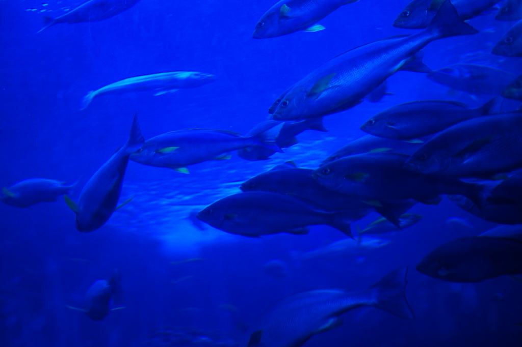 一度は釣ってみたい