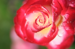 ハレの日の水滴は脅威