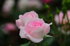 赤系の色が飛び気味