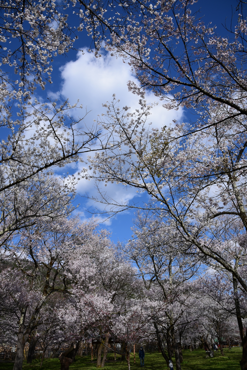 青い空　白い雲