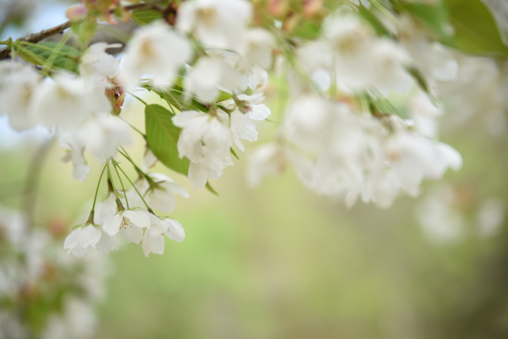 散り際に馳せ参上