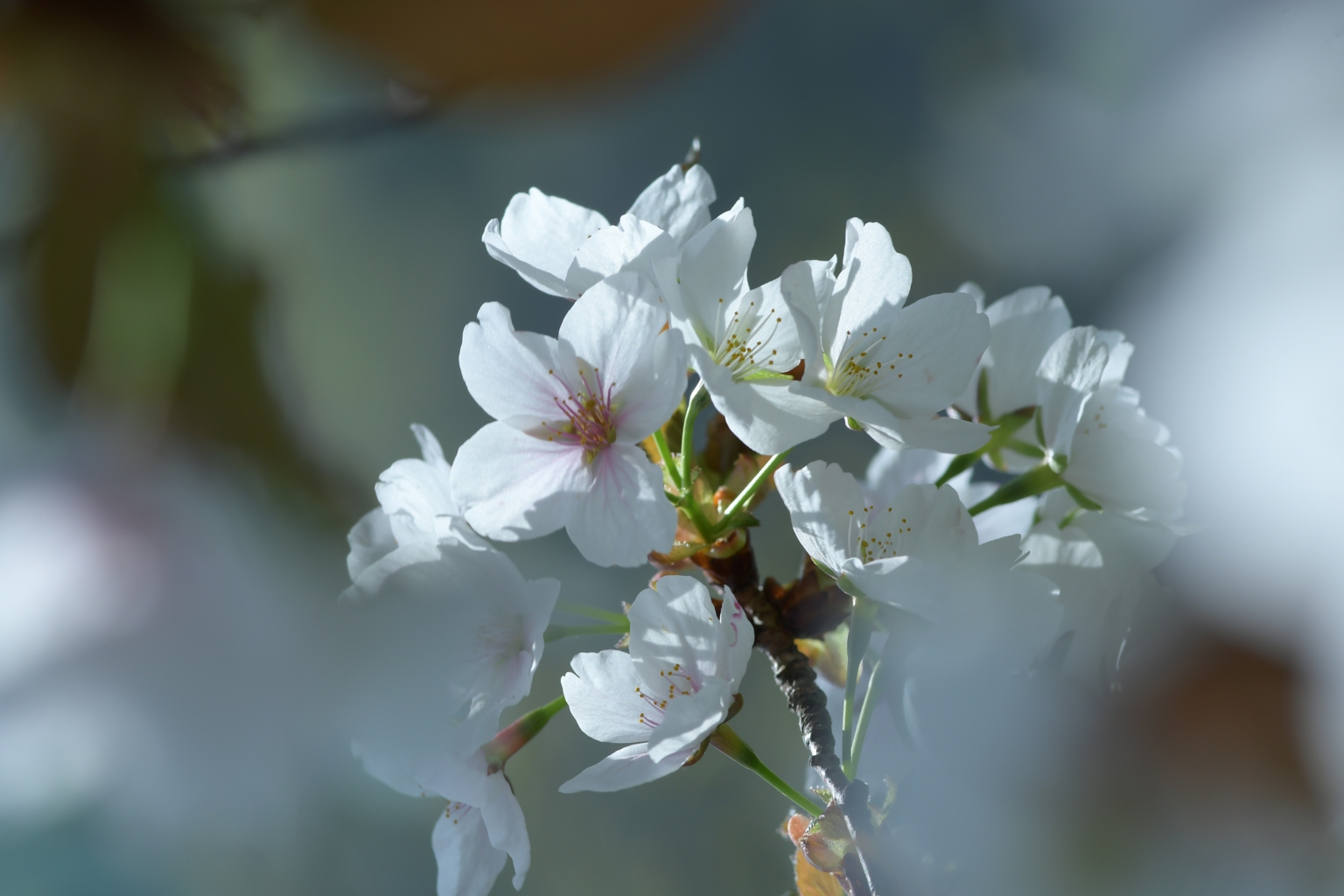 もう春の思い出