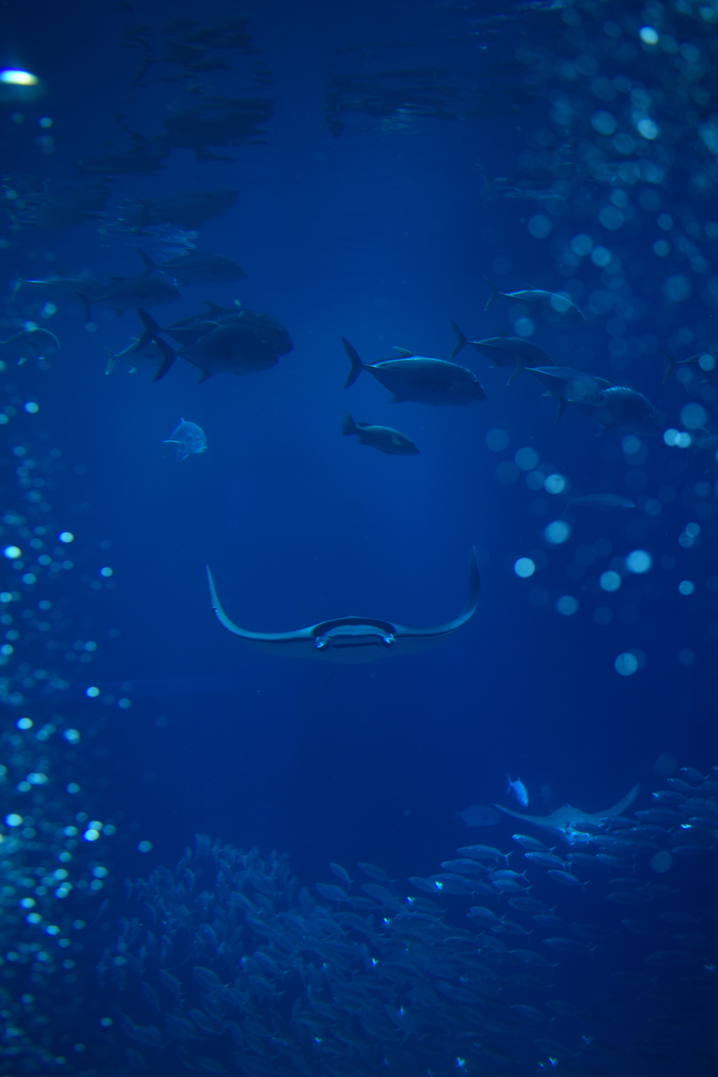 海中を飛ぶ