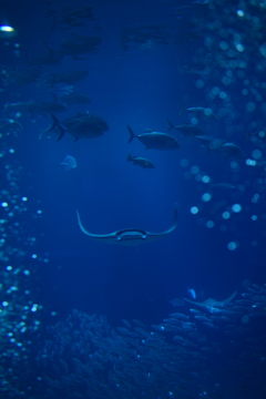海中を飛ぶ