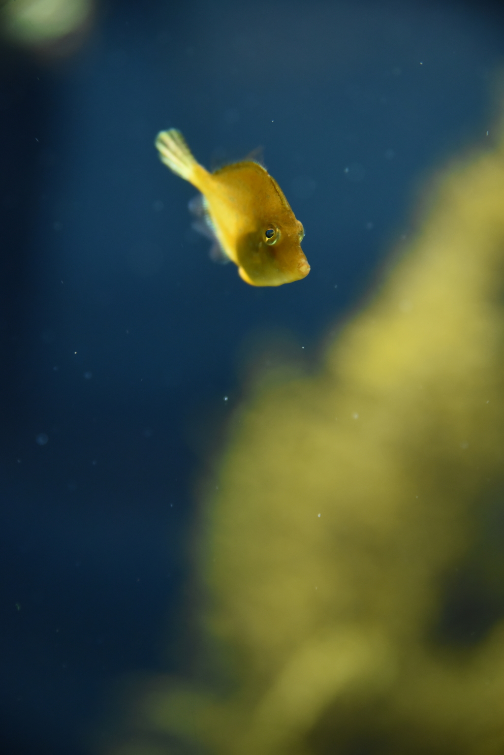 思い出したら忘れた