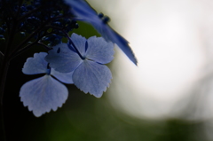 何度目かの夏がくる