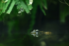 潜んでいるような、休んでいるような