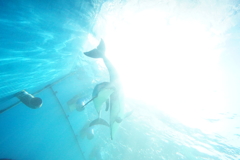 深海魚にしてみれば、海面は眩しすぎる