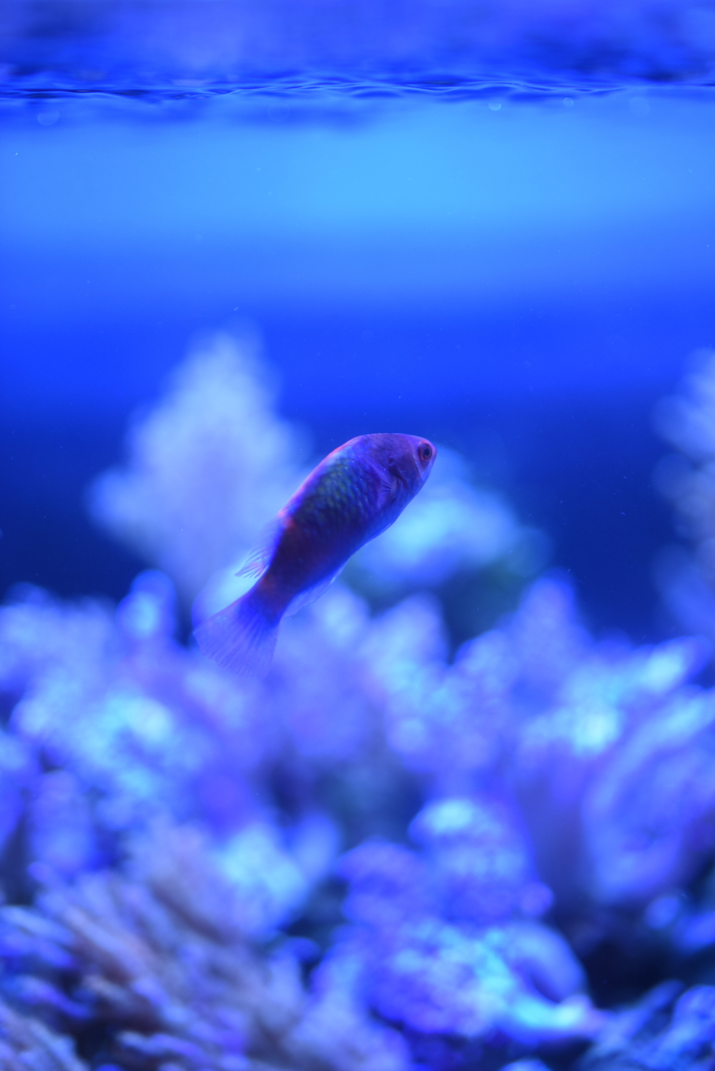 水は透明で何色にもなる