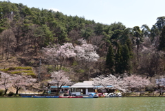 春なのに