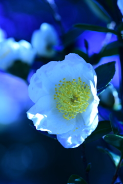 煮詰まれば蒼に飛ばす