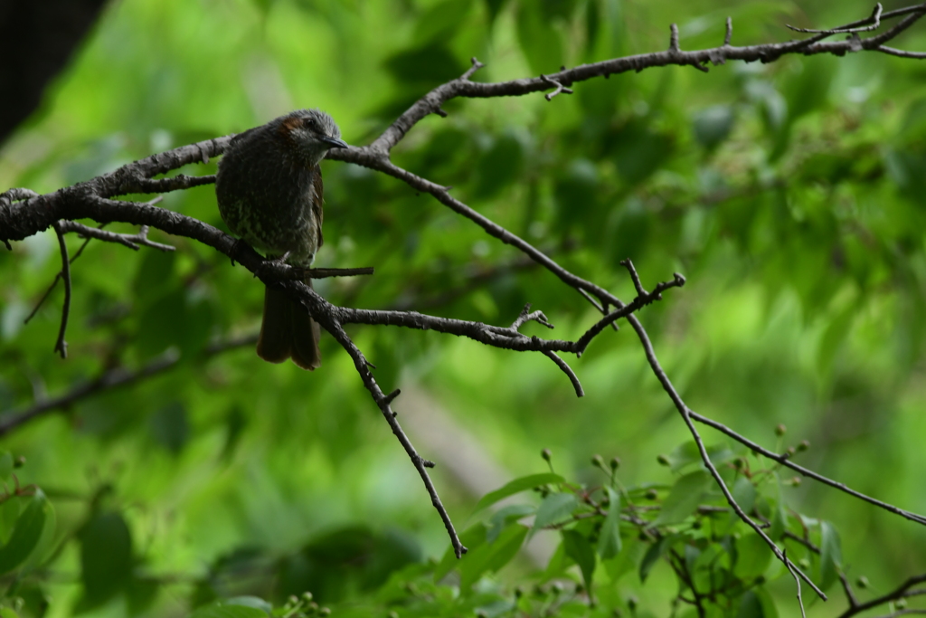 鳥の人はすごいと思う