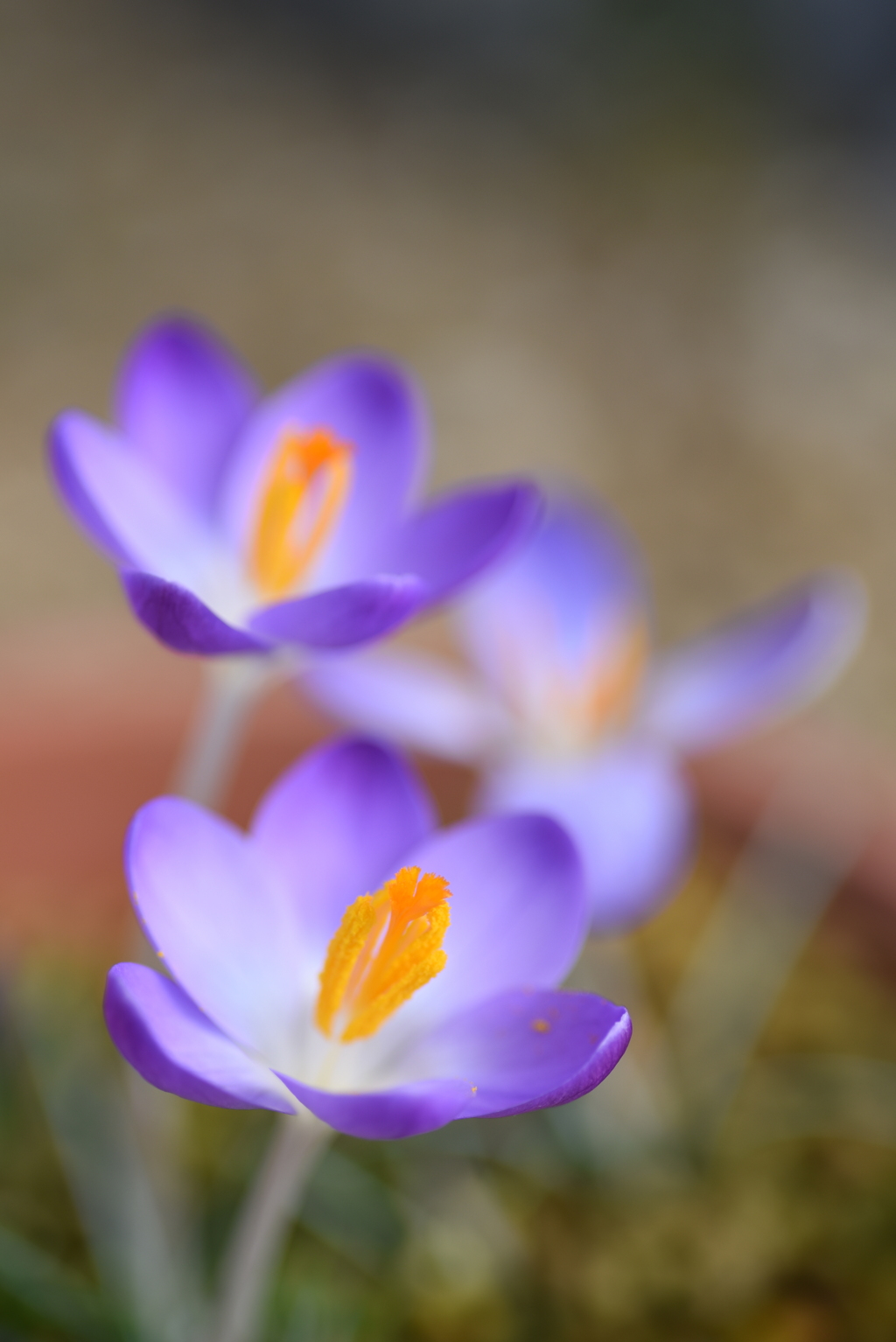 小さい花はマクロで
