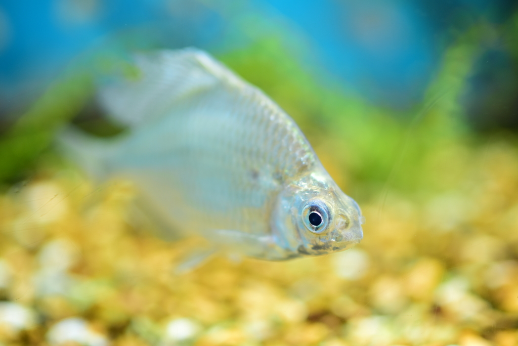 一滴の汗が流れる