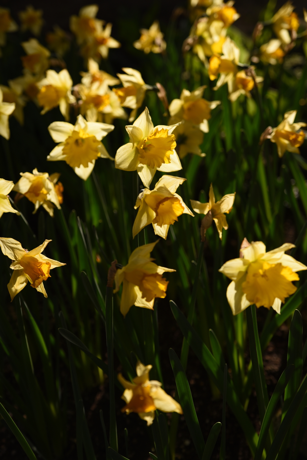 日が長くなってきた