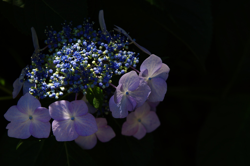 彩光紫陽花