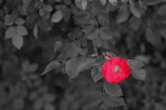 遠くへ行きたい