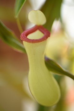 プルンプルンな感じ