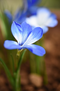高山植物は色が良い