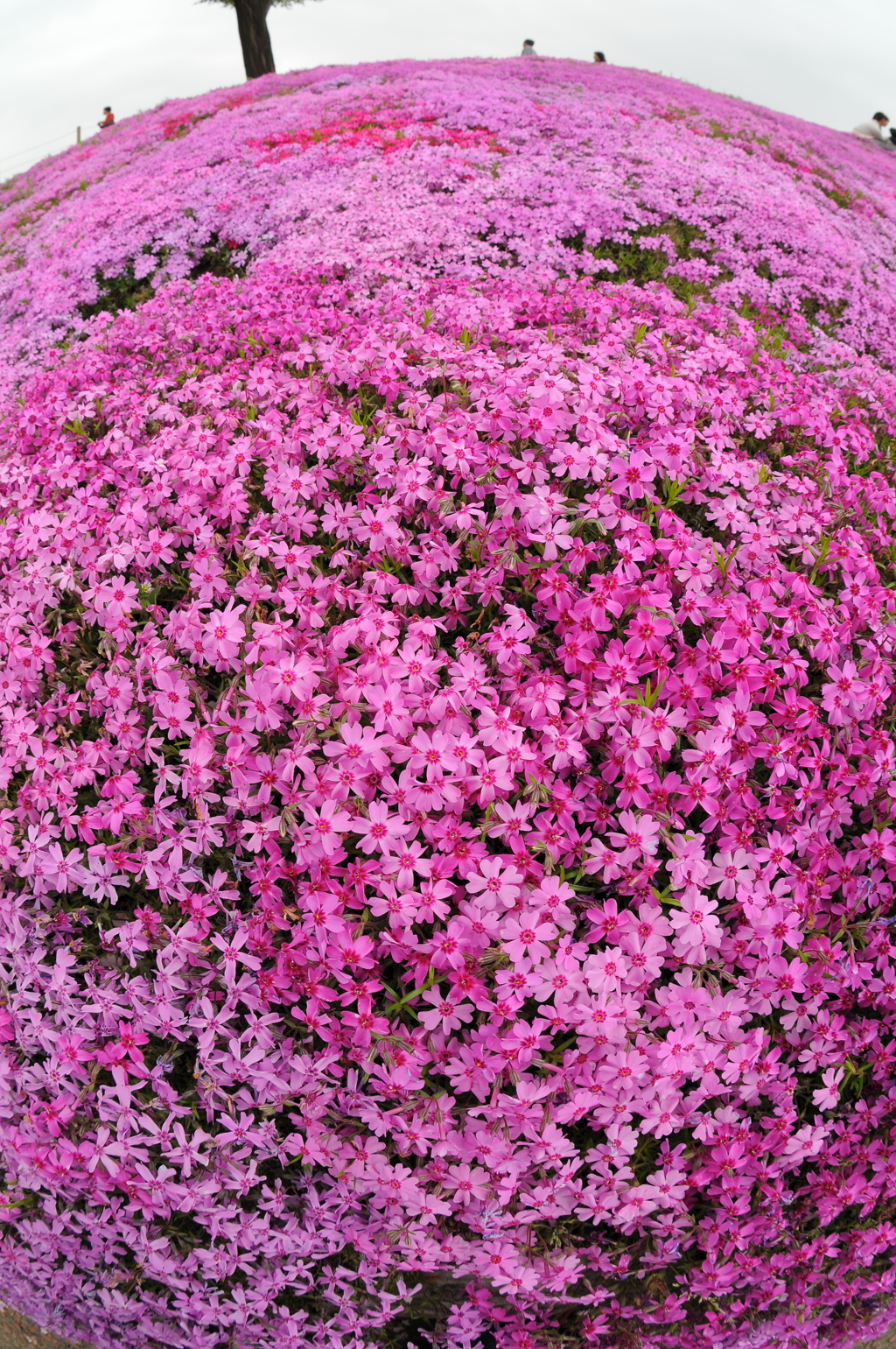 みさと芝桜公園