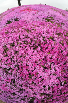 みさと芝桜公園