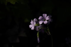 雨が続く・・・