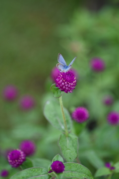 ふと舞い降りた
