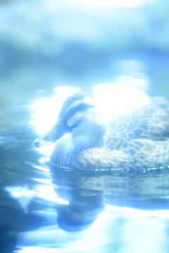 隠し事抱えて