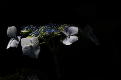 影に咲く梅雨花