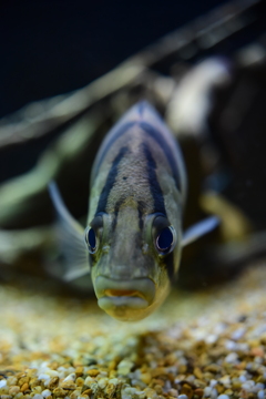 今日のダトニオちょっと変