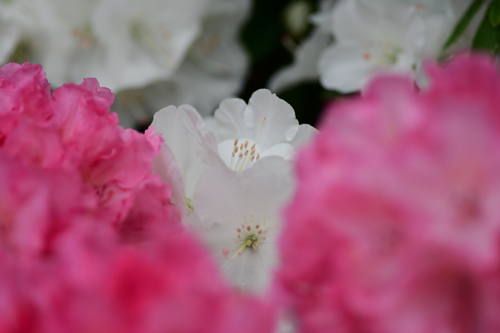 近くても遠い憧れみたいなもの