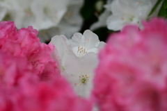 近くても遠い憧れみたいなもの